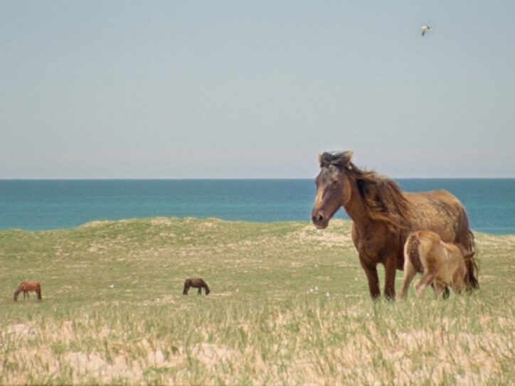 sable island wild horses canada zoe lucas